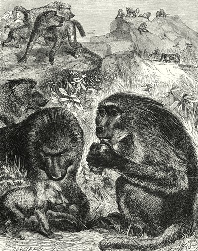 Groupe de Chacmas (gravure) - English School