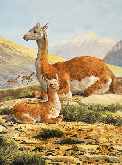 Guanacos - English School