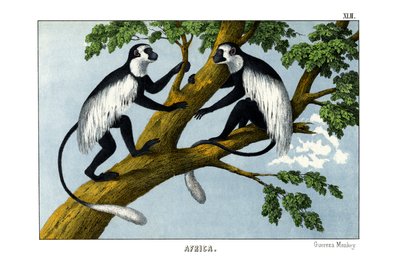 Singe Guereza - English School