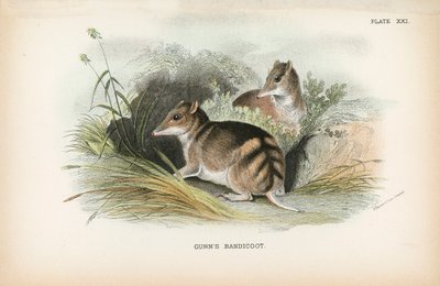 Bandicoot de Gunn - English School