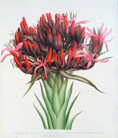 Lys de Gymea, 1826 - English School