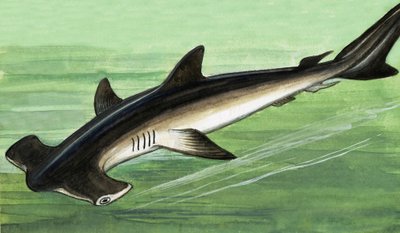 Requin marteau - English School