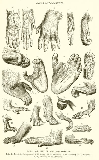Mains et pieds de singes et de primates - English School