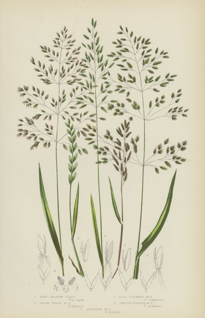Herbe de prairie dure, herbe de prairie naine, herbe de prairie à tige plate, herbe de prairie à tige lisse... (lithographie en couleur) - English School