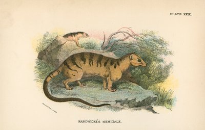 Hemigale de Hardwicke - English School