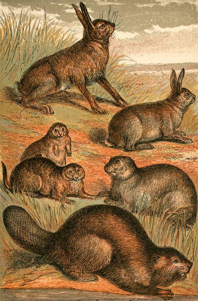 Lièvre, chiens de prairie, lapin, marmotte et castor - English School