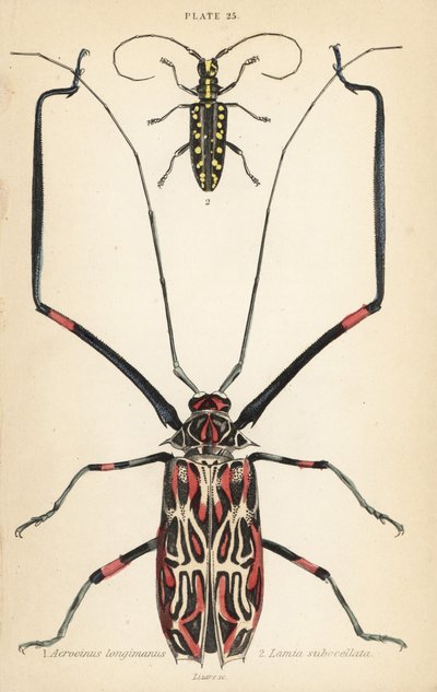 Coléoptère arlequin, Acrocinus longimanus 1, et coléoptère longicorne à face plate, Taeniotes subocellatus 2 - English School