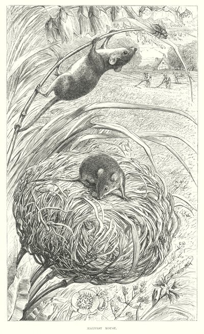 Souris des moissons (gravure) - English School