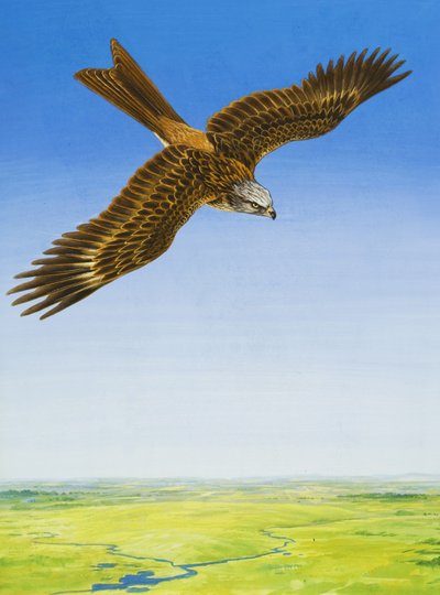 Faucon - English School
