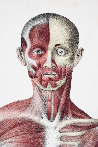 Tête et épaules du corps humain masculin montrant les muscles, les tendons et les os, de The Vessels of the Human Body, édité par Jones Quain et William Wilson, publié par Taylor et Watson, Londres en 1837 - English School