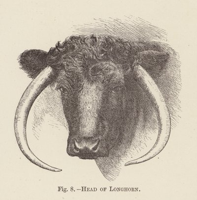 Tête de Longhorn - English School