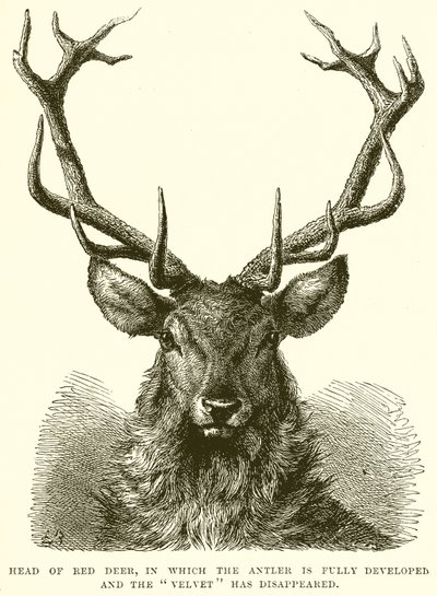 Tête de cerf rouge, avec bois pleinement développés et velours disparu - English School