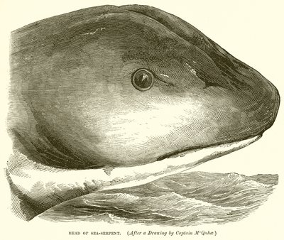 Tête de serpent de mer - English School