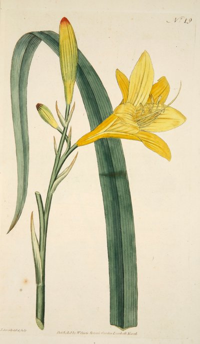 Hemerocallis Flava Lis jaune, pub. 1796 - English School
