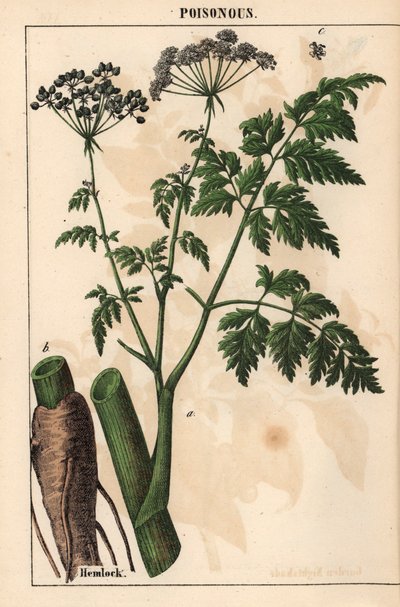 Ciguë ou Conium maculatum, de 