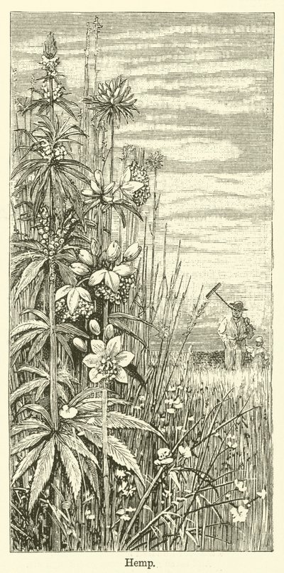 Chanvre (gravure) - English School