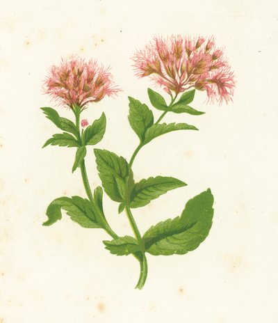 Eupatoire chanvrine, Eupatorium Cannabinum - English School