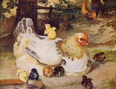 Poule et poussins - English School