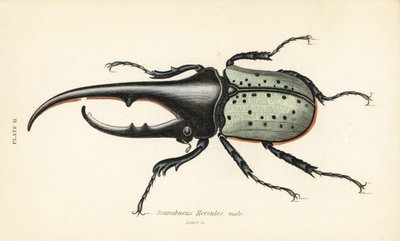 Coléoptère Hercule, mâle, Dynastes hercules, Scarabaeus hercules - English School