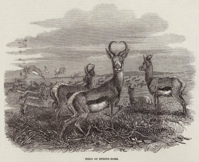Troupeau de springboks (gravure) - English School