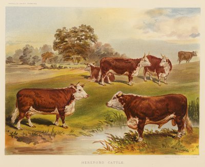 Bétail Hereford - English School