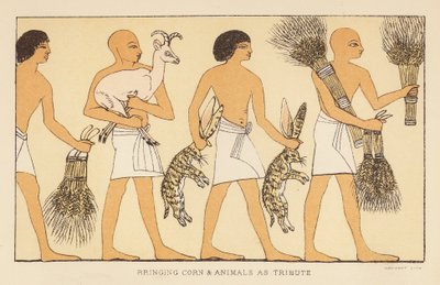 Hérodote : Apport de maïs et d