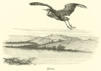 Héron - English School