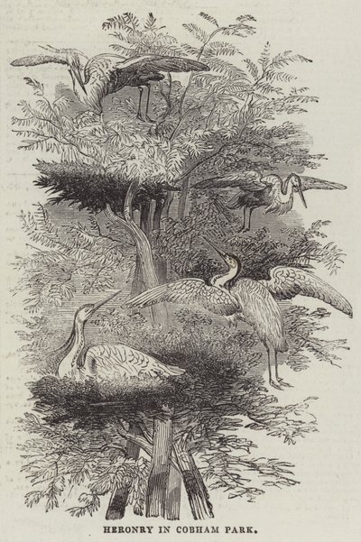 Héronnière à Cobham Park (gravure) - English School