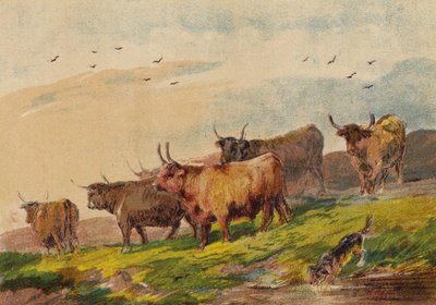 Bétail des Highlands - English School