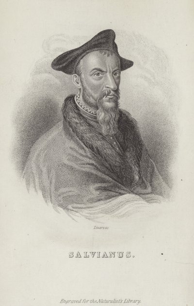 Hippolito Salviani, naturaliste italien - English School