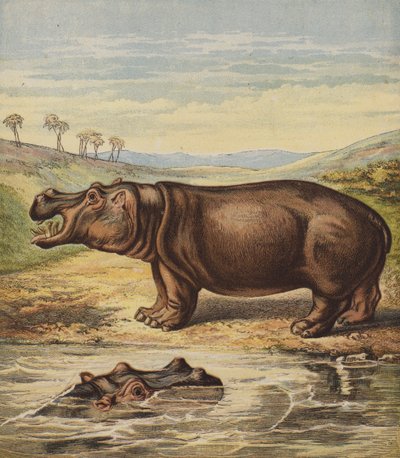 Hippopotame - English School