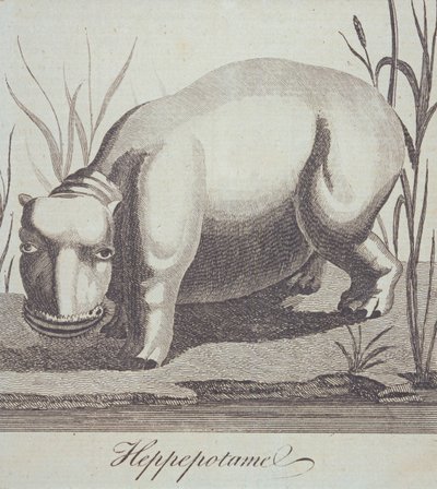 Hippopotame, de The Gentlemans Magazine, publié en décembre 1772 - English School