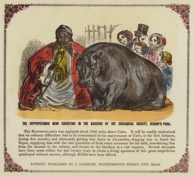 Hippopotame dans les jardins de la Société zoologique, Regents Park, Londres - English School