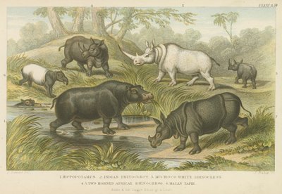 Hippopotame, rhinocéros et tapir (gravure en couleur) - English School