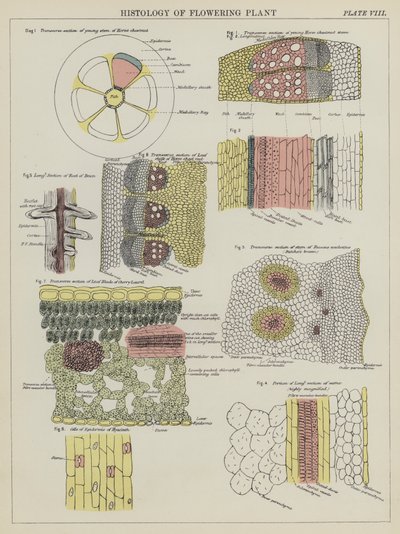Histologie de la plante à fleurs (lithographie en couleur) - English School