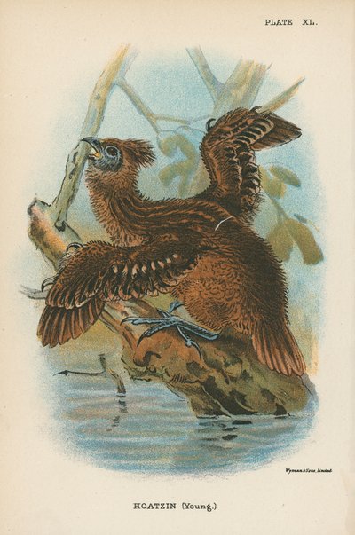 Hoatzin (jeune) - English School