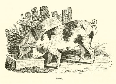 Cochon (gravure) - English School