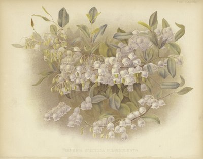 Zenobia poussiéreuse - English School