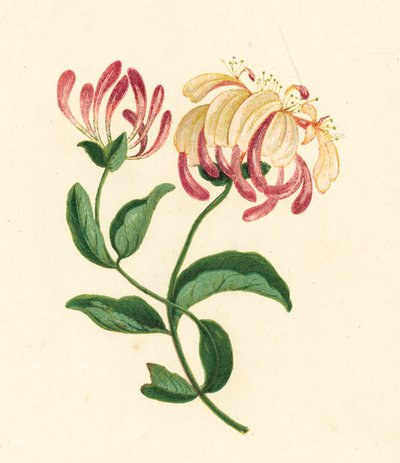Chèvrefeuille (Lonicera periclymenum) - English School