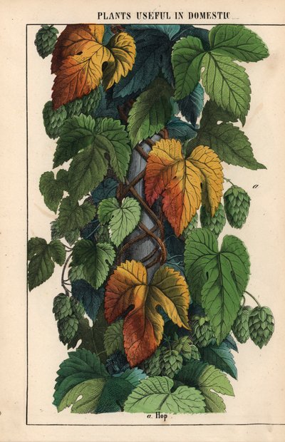 Houblon, avec fruit vert, de "The Instructive Picturebook, or Lessons from the Vegetable World," [Charlotte Mary Yonge], Édimbourg - English School