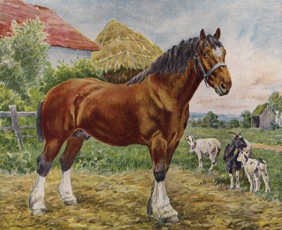 Cheval et chèvres - English School