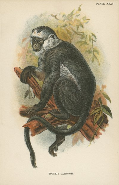 Langur de Hose - English School