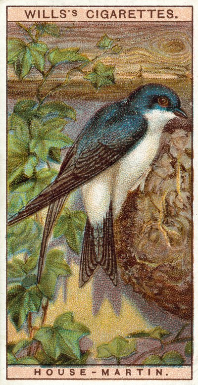 Hirondelle de fenêtre - English School