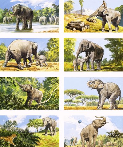 Comment un éléphant utilise sa trompe - English School