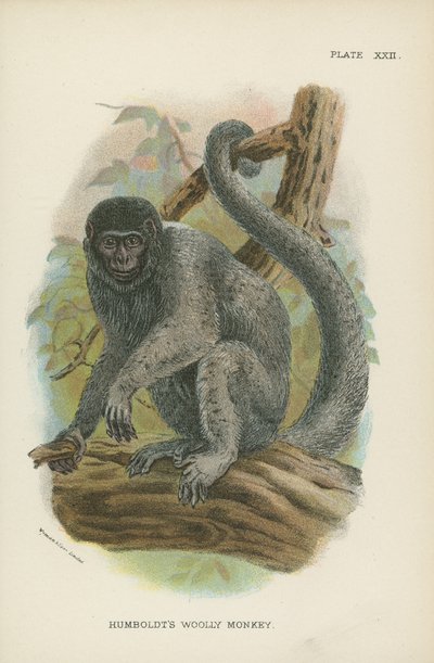 Le Singe laineux de Humboldt - English School