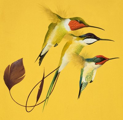 Oiseaux chanteurs (gouache sur papier) - English School