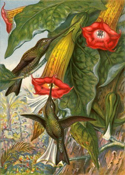 Colibris - English School