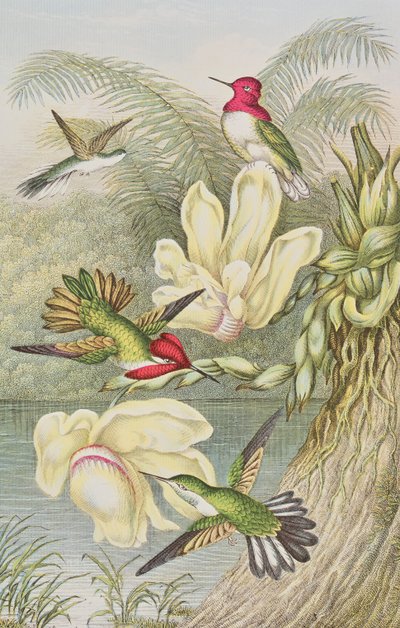 Colibris parmi les fleurs tropicales - English School