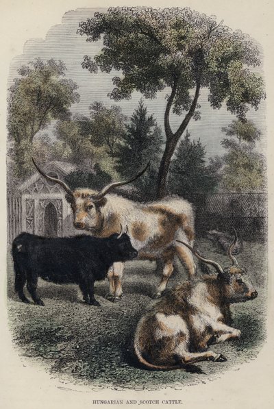 Bétail hongrois et écossais - English School
