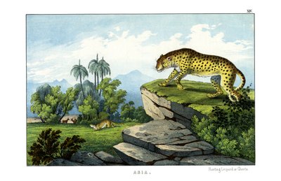 Guépard - English School